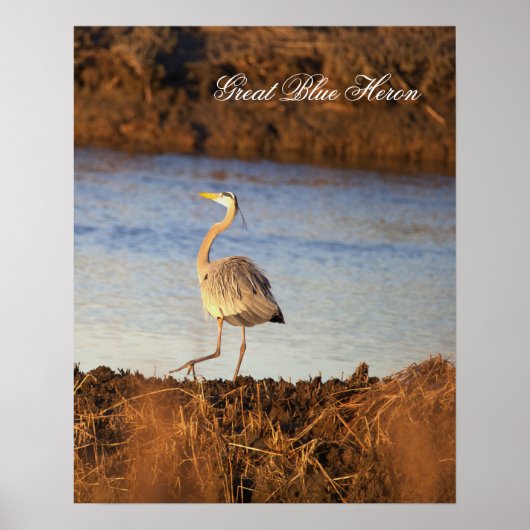 Grote Blauwe Reiger Foto Poster (Voorkant)