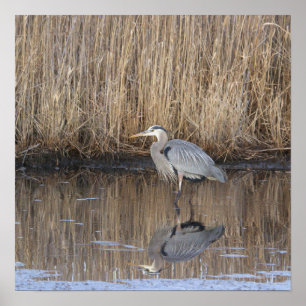 Grote Blauwe Reiger Foto Poster