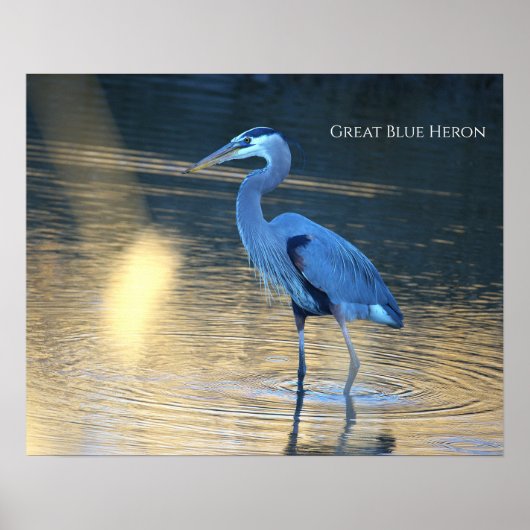 Grote Blauwe Reiger Foto Poster (Voorkant)