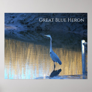 Grote Blauwe Reiger Foto Poster