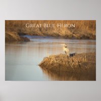 Grote Blauwe Reiger Foto Poster