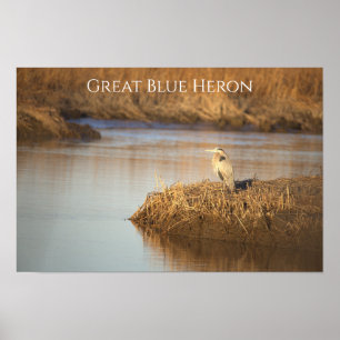 Grote Blauwe Reiger Foto Poster