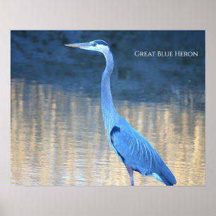 Grote Blauwe Reiger Foto Poster