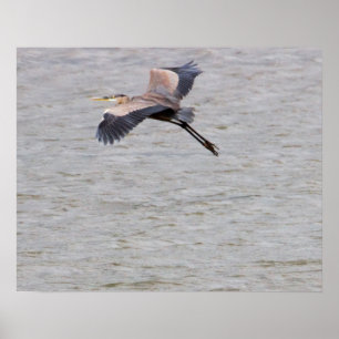 Grote Blauwe Reiger in Vlucht Poster