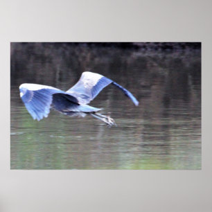 Grote Blauwe Reiger in Vlucht Poster