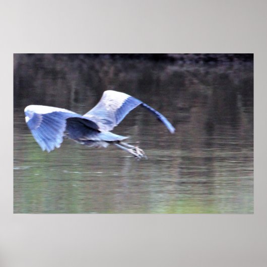 Grote Blauwe Reiger in Vlucht Poster (Voorkant)
