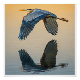 Grote Blauwe Reiger in Vlucht Poster | Stil Water
