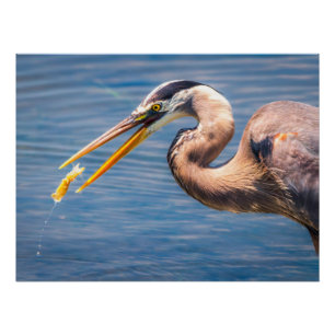 Grote Blauwe Reiger Jacht Prooi Natuur Kunstprint Perfect Poster