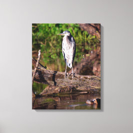 Grote Blauwe Reiger op Stam Foto Omslagen Canvas 1 Afdruk