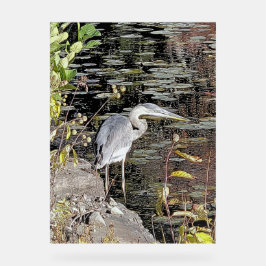 Grote Blauwe Reiger op Vijver Acryl Bord