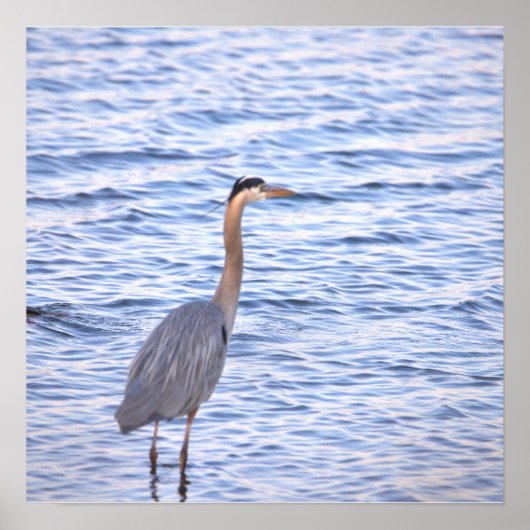 Grote Blauwe Reiger Poster (Voorkant)