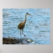 Grote Blauwe Reiger Staand in het Water Poster (Voorkant)