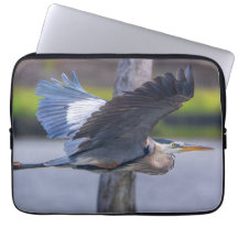 Grote Blauwe Reiger Vlucht Natuurleven Vogel Fotog