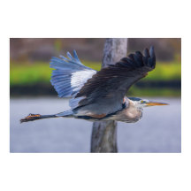 Grote Blauwe Reiger Vlucht Natuurleven Vogel Fotog