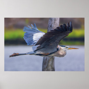 Grote Blauwe Reiger Vluchtprint Wilde Dieren Vog Poster