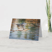 Grote Blauwe Reiger Vogel All Occasion Blank