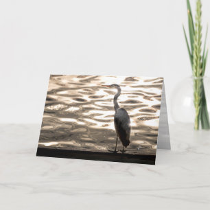 Grote Blauwe Reiger Vogel Bij Zonsondergang Blank Feestdagen Kaart