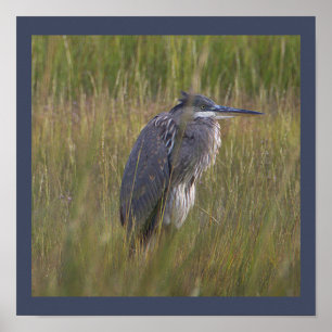 Grote Blauwe Reiger Vogel Poster