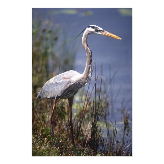 Grote Blauwe Reiger water vogel Foto Afdruk (Voorkant)