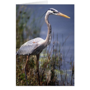 Grote Blauwe Reiger watervogel