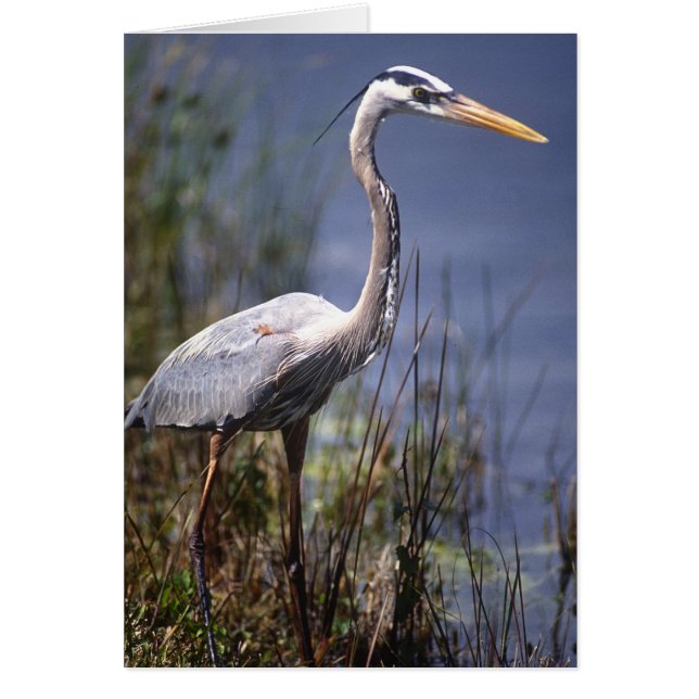 Grote Blauwe Reiger watervogel (Voorkant)