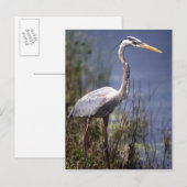 Grote blauwe reiger watervogel briefkaart (Voorkant / Achterkant)