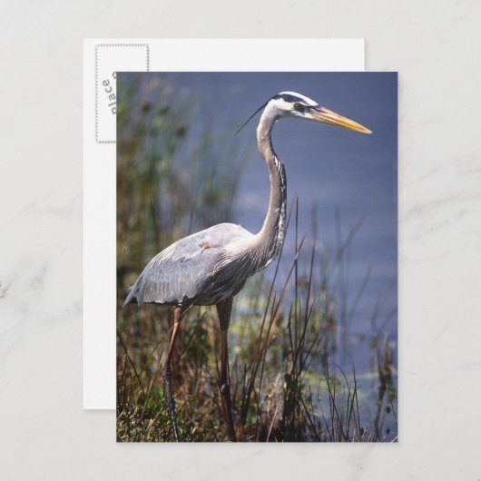 Grote blauwe reiger watervogel briefkaart (Voorkant / Achterkant)