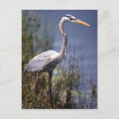 Grote blauwe reiger watervogel briefkaart (Voorkant)