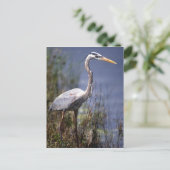 Grote blauwe reiger watervogel briefkaart (Staand voorkant)