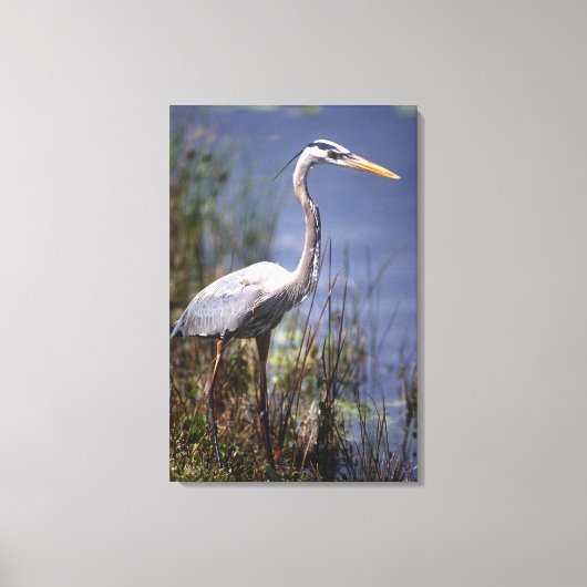 Grote blauwe reiger watervogel canvas afdruk (Voorkant)