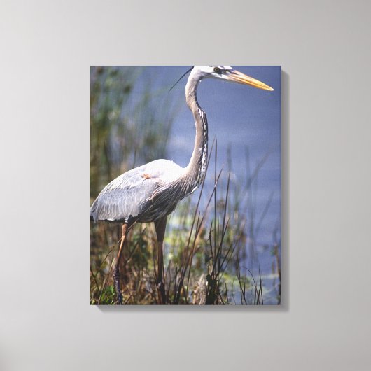 Grote Blauwe Reiger watervogel Canvas Afdruk (Voorkant)