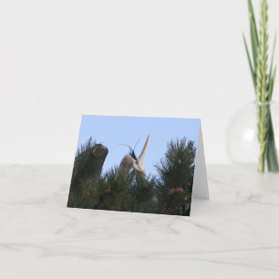 Grote Blauwe Reigers die elkaar liefkozen Kaart