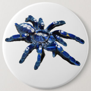 Grote blauwe Tarantula spin, reuzenspin Ronde Button 6,0 Cm