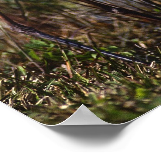 Grote blauwe watervogel in de hele wereld poster (Hoek)