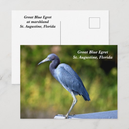 Grote blauwe zilverreiger feestdagenkaart (Voorkant / Achterkant)