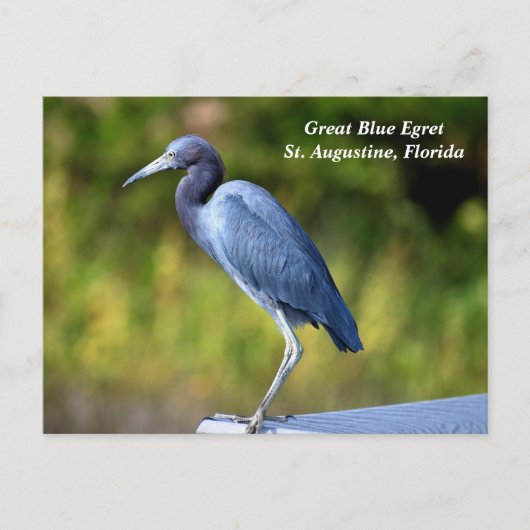 Grote blauwe zilverreiger feestdagenkaart (Voorkant)