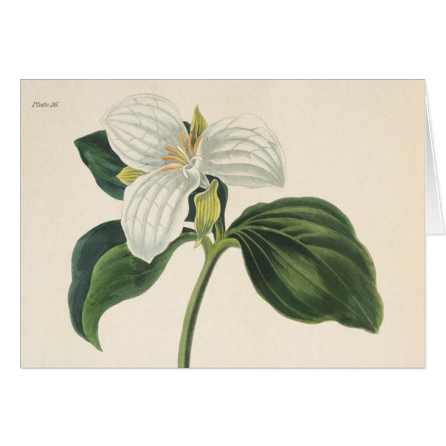 Grote blote trillium (Voorkant Horizontaal)