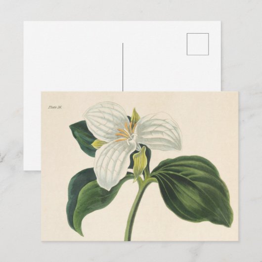 Grote blote trillium briefkaart (Voorkant / Achterkant)