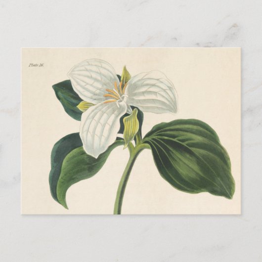 Grote blote trillium briefkaart (Voorkant)
