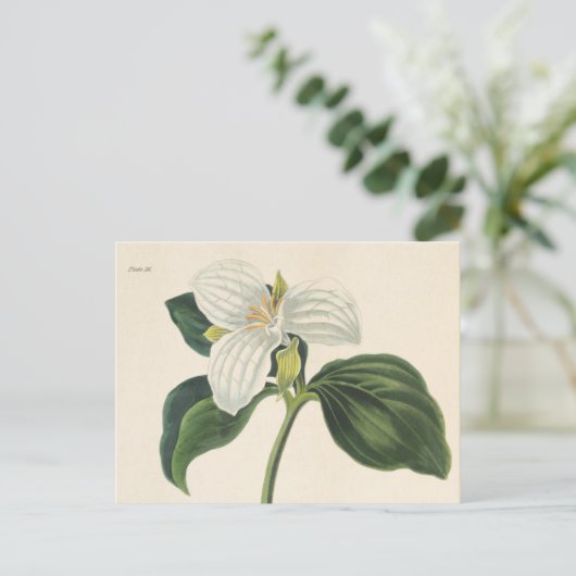 Grote blote trillium briefkaart (Staand voorkant)