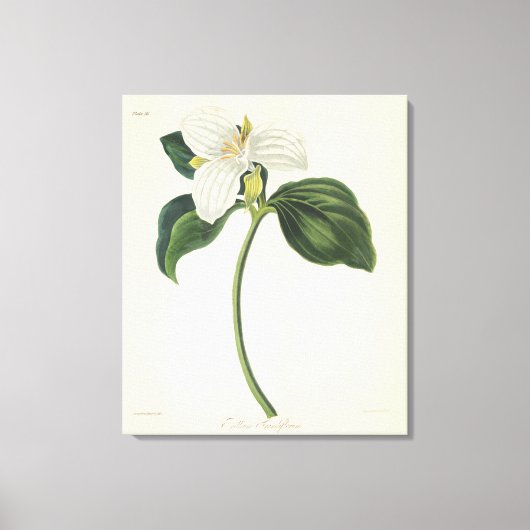 Grote blote trillium canvas afdruk (Voorkant)