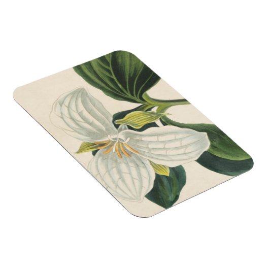 Grote blote trillium magneet (Rechterzijde)