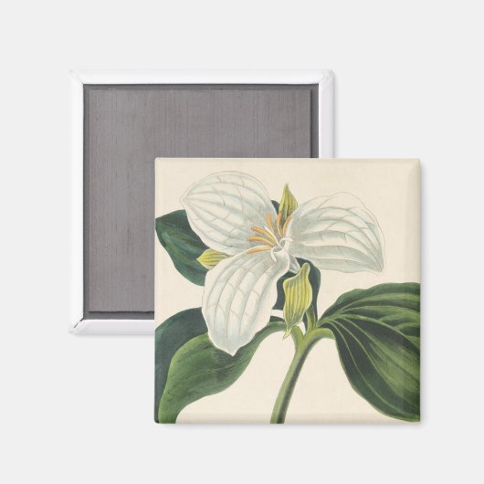 Grote blote trillium magneet (Voorkant / Achterkant)