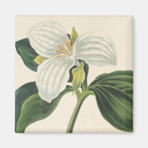 Grote blote trillium magneet