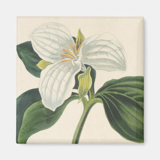 Grote blote trillium magneet (Voorkant)