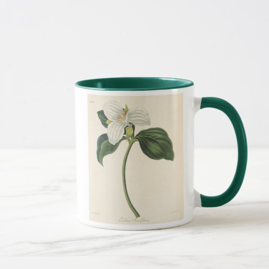 Grote blote trillium mok (Rechts)