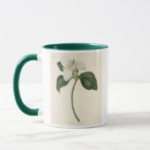 Grote blote trillium mok (Links)