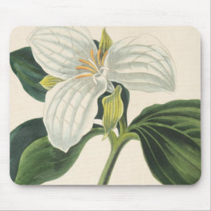 Grote blote trillium muismat