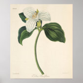 Grote blote trillium poster (Voorkant)