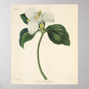 Grote blote trillium poster